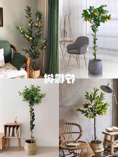 室內開運植物