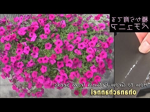 種植牀