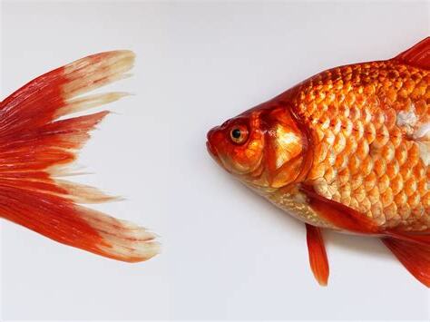 金魚代表的意思