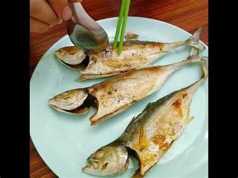 鐵甲武士魚吃什麼