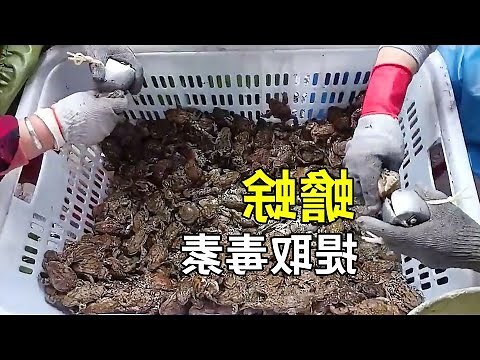 蟾酥哪裡買