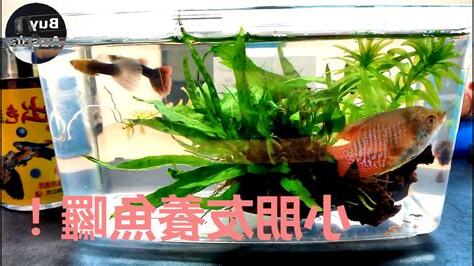 小朋友養魚