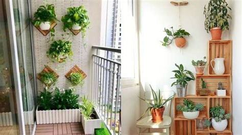 前陽台植物風水