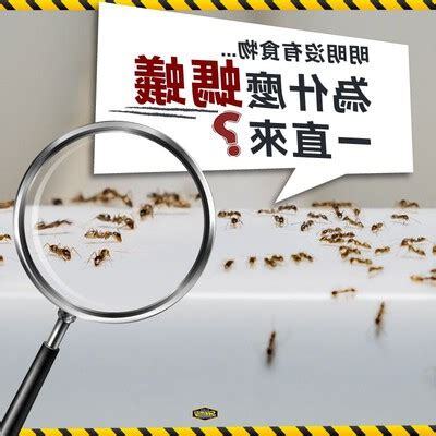 房間都是螞蟻