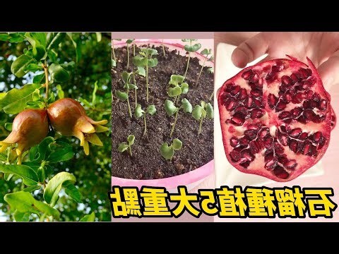 紅石榴屬性
