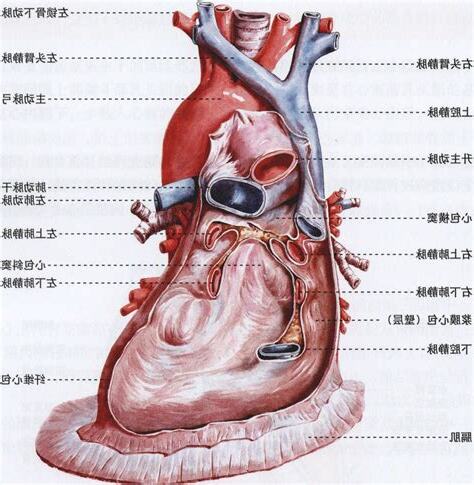 心包腔位於
