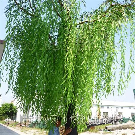 柳樹風水