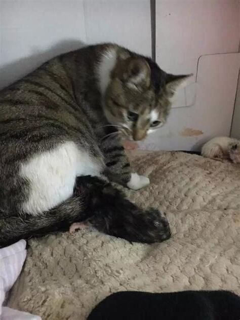 家貓生小貓