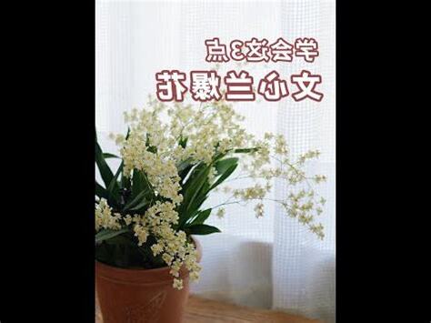文心蘭風水