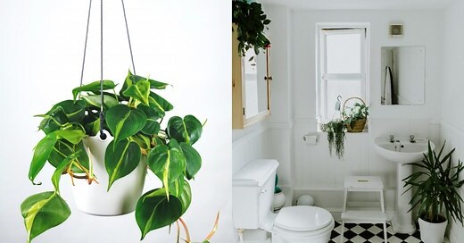 無窗廁所植物
