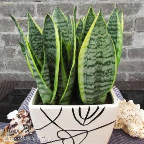 虎尾蘭會開花