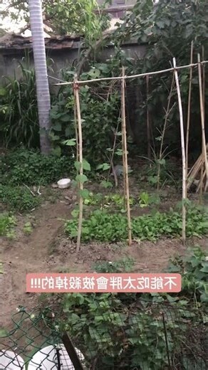 家裡有麻雀築巢
