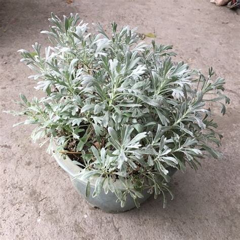 芙蓉草風水