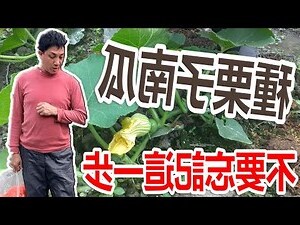栗子樹種植