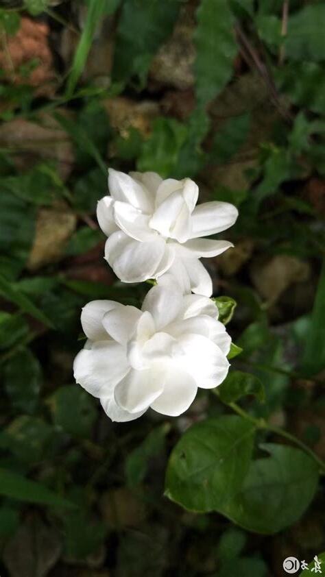 門口種茉莉花好嗎