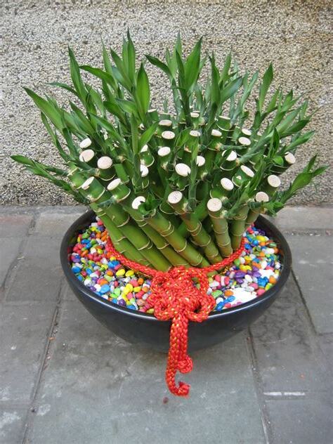 幸運竹種植