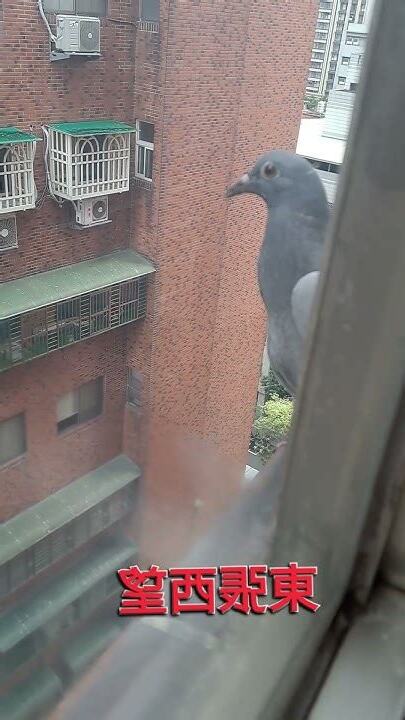鴿子跑來家裡