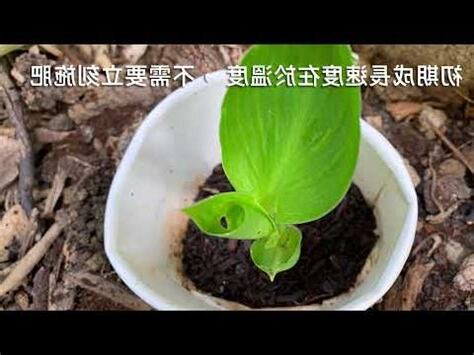 蓮蕉花風水
