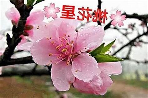 桃花旺的八字