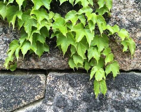 常春藤葉子下垂