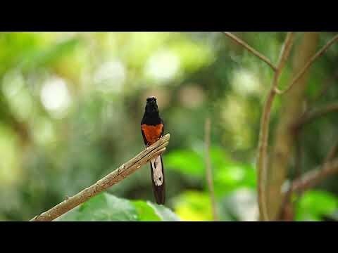 家裡有鳥叫聲