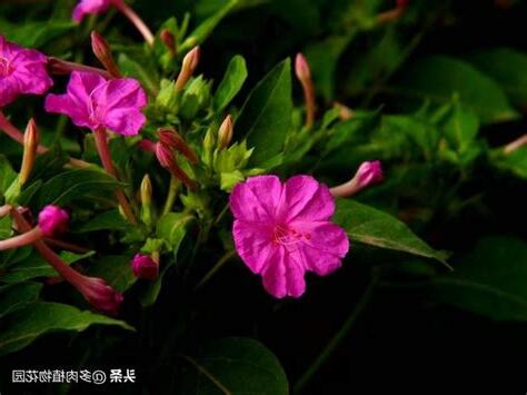 夜來香不開花