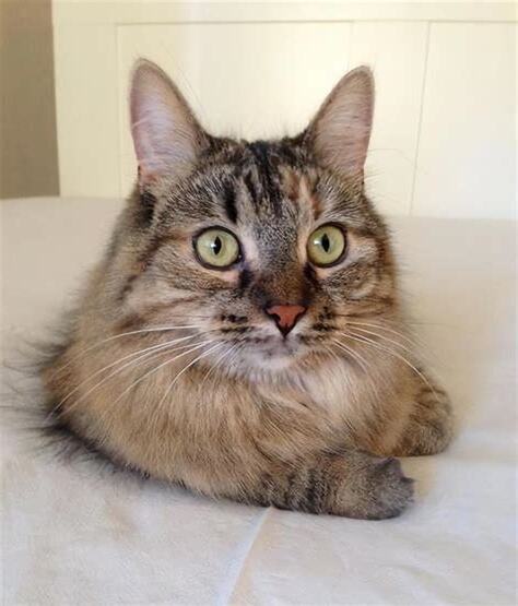 猫进家