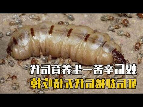 大水螞蟻壽命