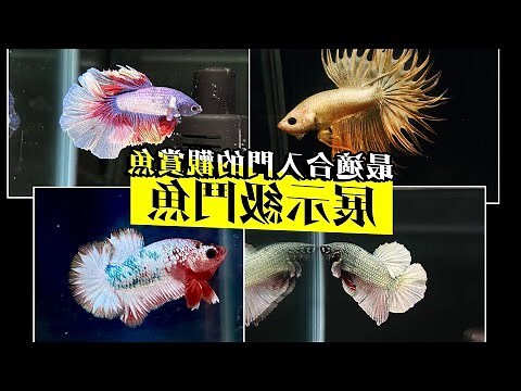 養鬥魚風水