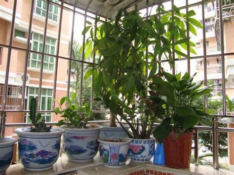 陽台植物風水