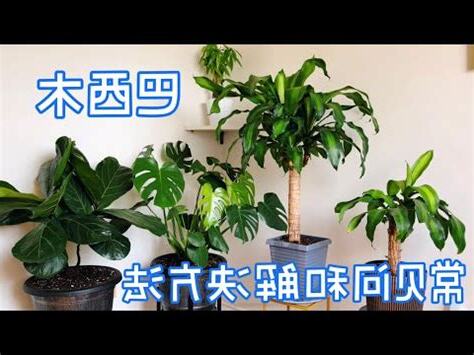 巴西鐵樹種植方法