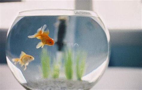 房間養魚風水