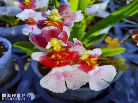 文心蘭盆花