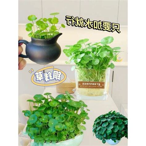 銅錢草陽台