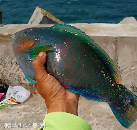 有什麼魚