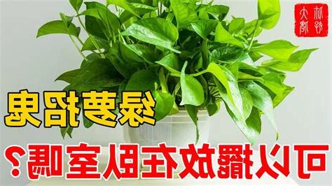 綠蘿招鬼