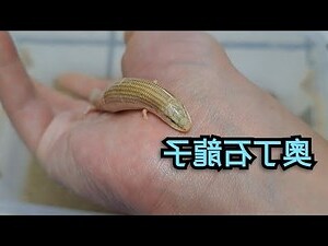 奧丁石龍子
