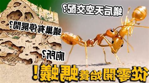 廁所有蟻