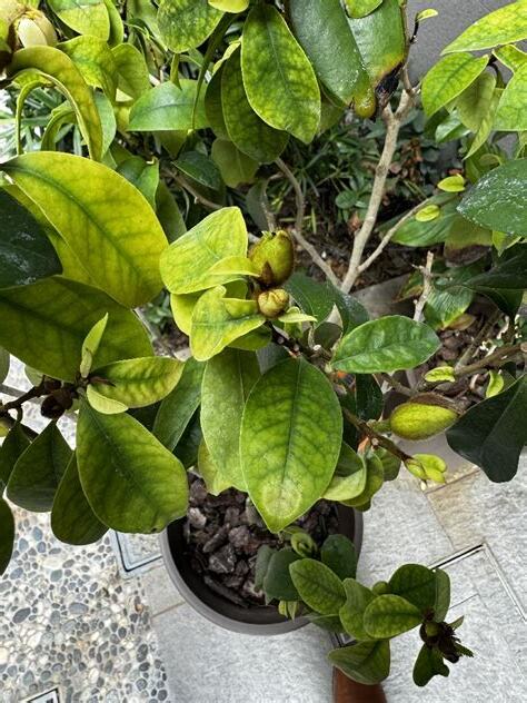 含笑花葉子變黃