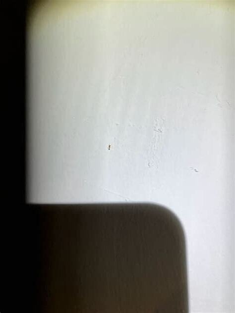 房間有很多螞蟻