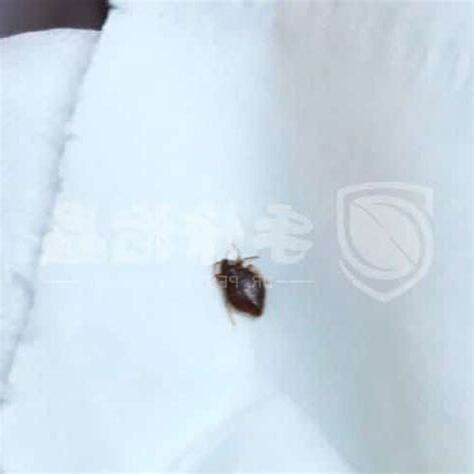 蝨母