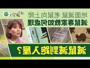老鼠入屋寓意