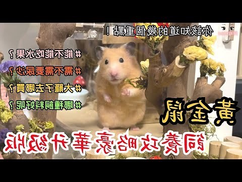 家鼠可以養嗎