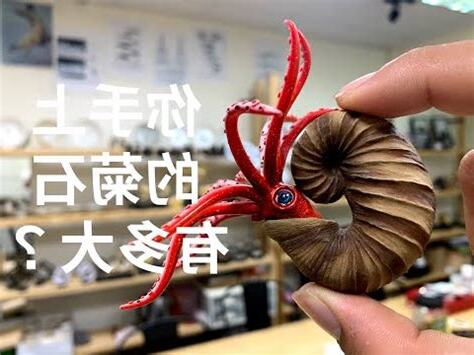 菊石功效
