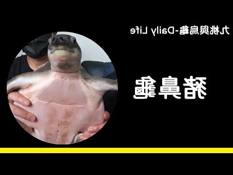 豬鼻龜可以養嗎