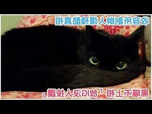 自來黑貓好不好