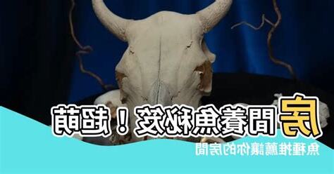 魚可以養在房間嗎