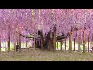 藤科植物
