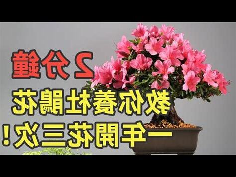 杜鵑花中毒怎麼辦
