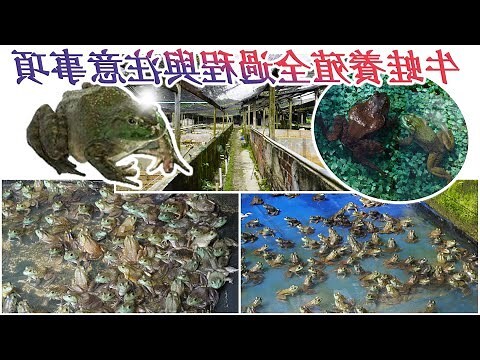 牛馬蛙意思